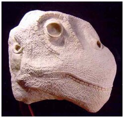 Baby Camarasaurus